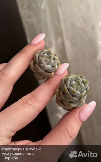 Редкие суккуленты