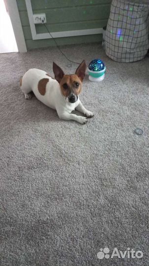 Прогулка с собакой