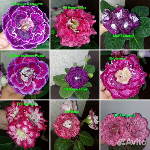 Клубни сортовых глоксиний