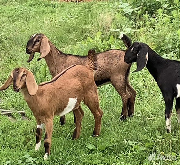 Козочки альпийские англонубийские (козлята )