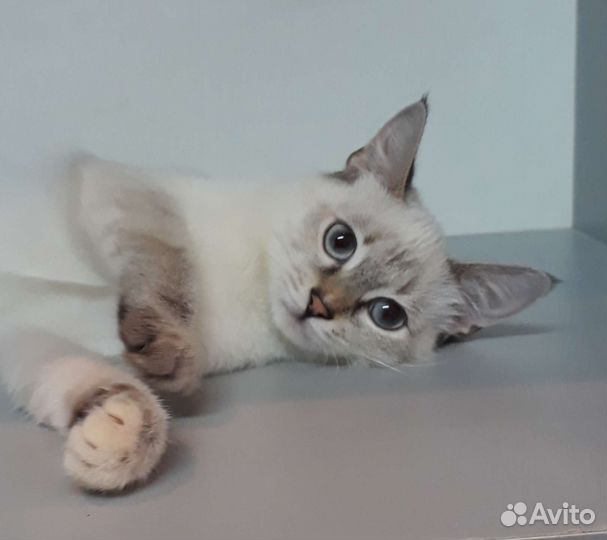 Кошка в дар бесплатно