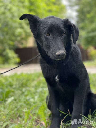 Щенок девочка