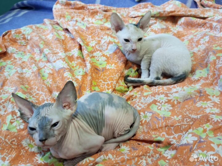 Донской сфинкс