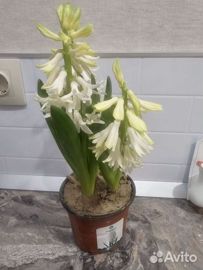 Гиацинт в горшке