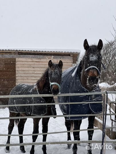 Кобыла РВП 167 в/х