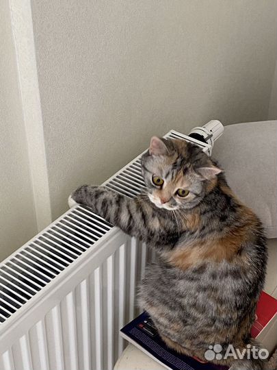 Кошка бесплатно