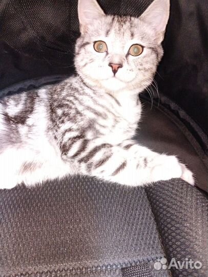 Котик на вязку
