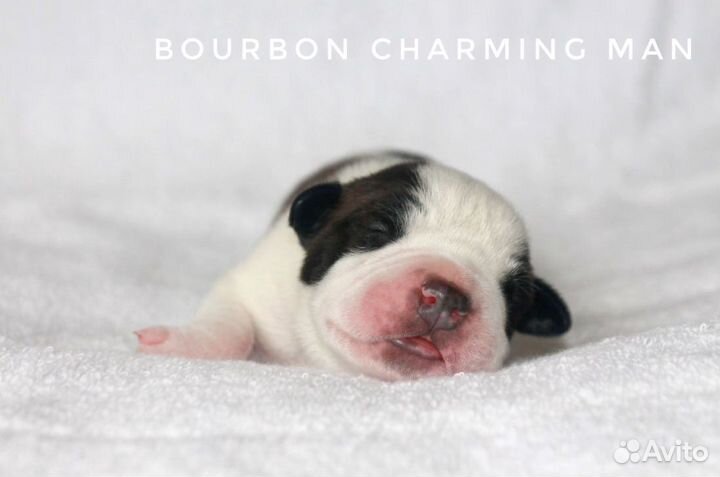 Щенки амстаффа