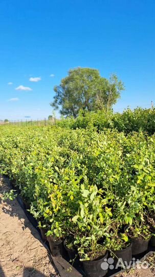 Саженцы голубики in vitro в ассортименте