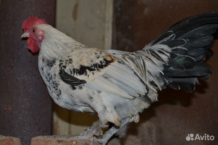 Молодые Петухи Бентамка