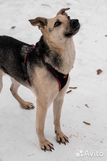 Собаки бесплатно