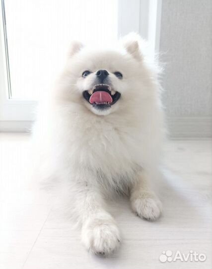 Померанский шпиц вязка кобель