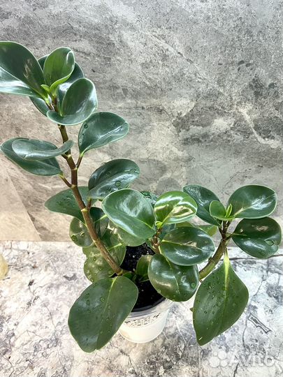 Пеперомия магнолиелистная