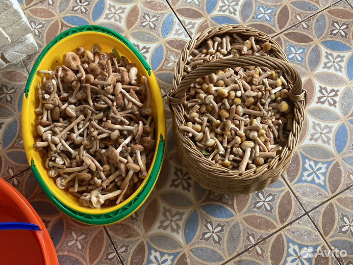 Грибы опята свежие