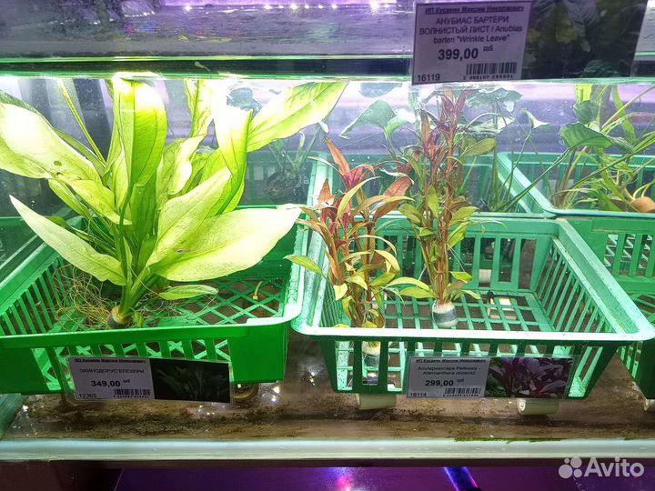 Рыбки и растения в ассортименте магазина