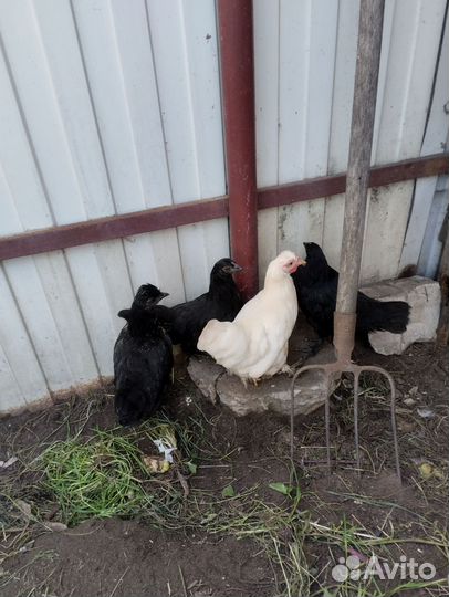 Курочки и петушки