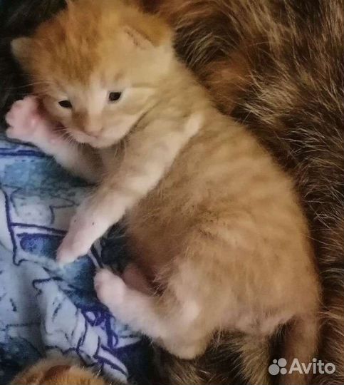 Рыжий котенок мальчик