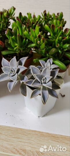 Суккуленты