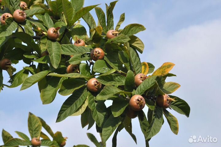 Саженцы Германской Мушмулы Доставка
