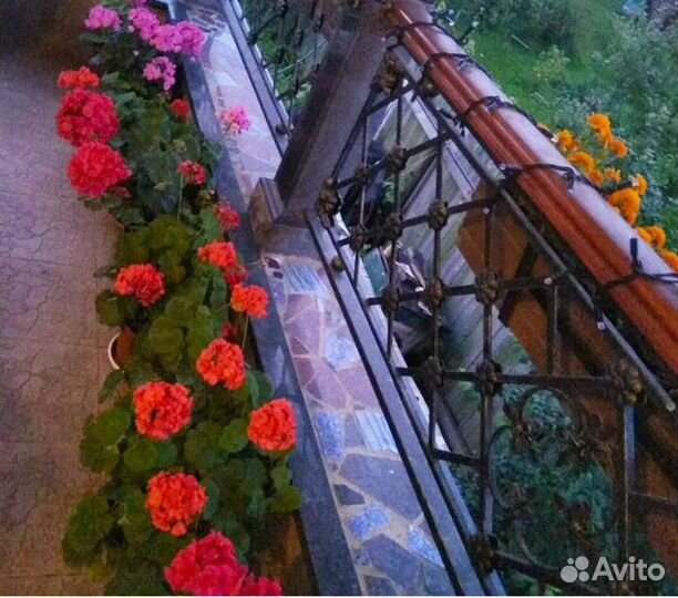 Герань пеларгония