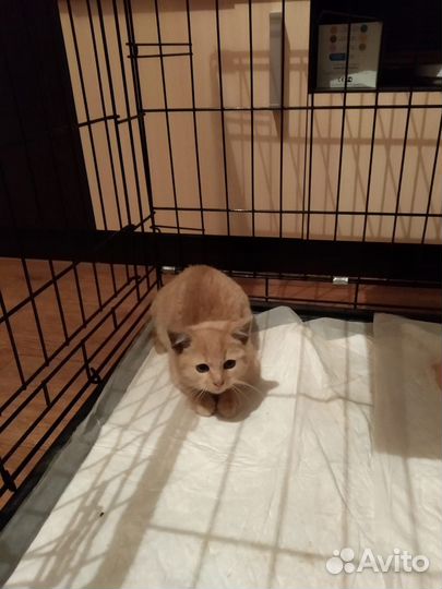 Котенок Персик в добрые руки