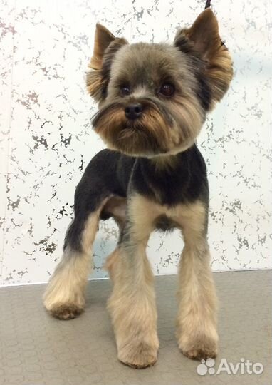 Стрижка собак, грумер Иркутск