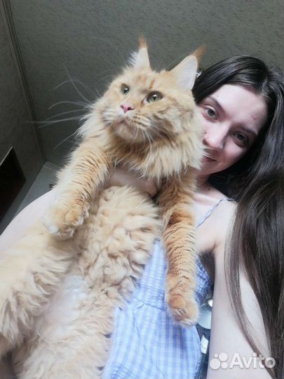 Передержка животных (собак,кошек,грызуны)