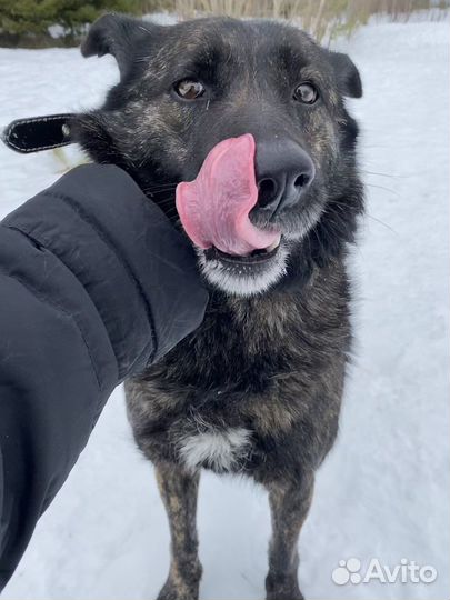 Собака «Туся»