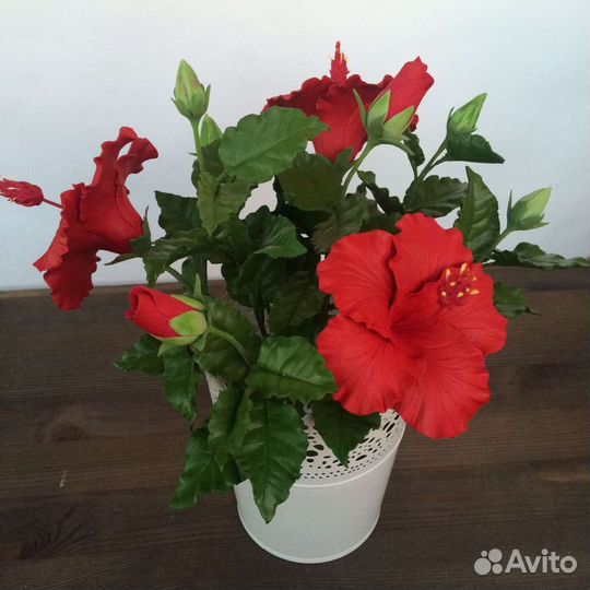 Гибискус китайская роза