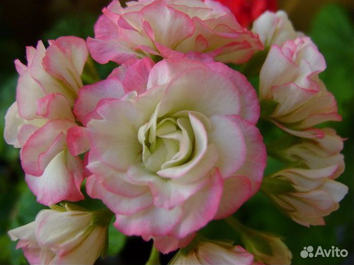 Пеларгония (герань) сортовая