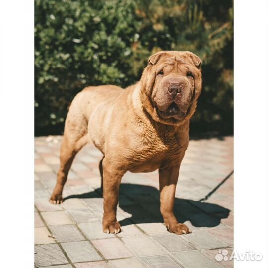 Шарпей отдам