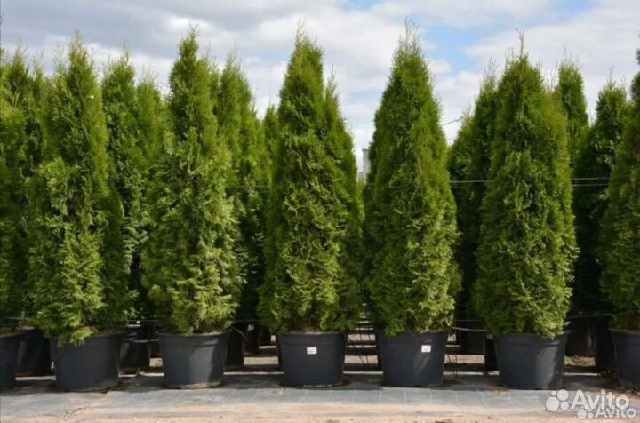 Продаю туи колумна