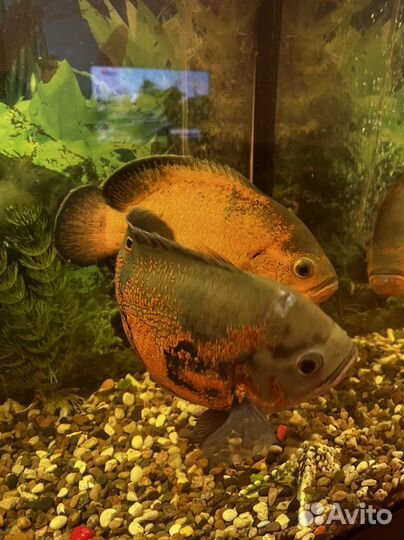 Астранотусы большие