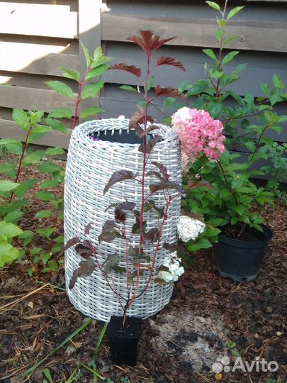 Пузыреплодник