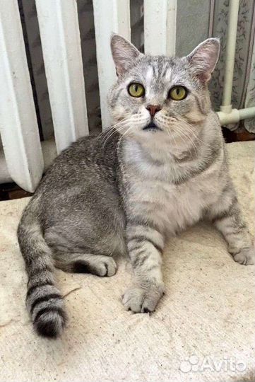 Кот британец