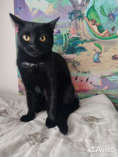 Кошечка 1 год в добрые руки