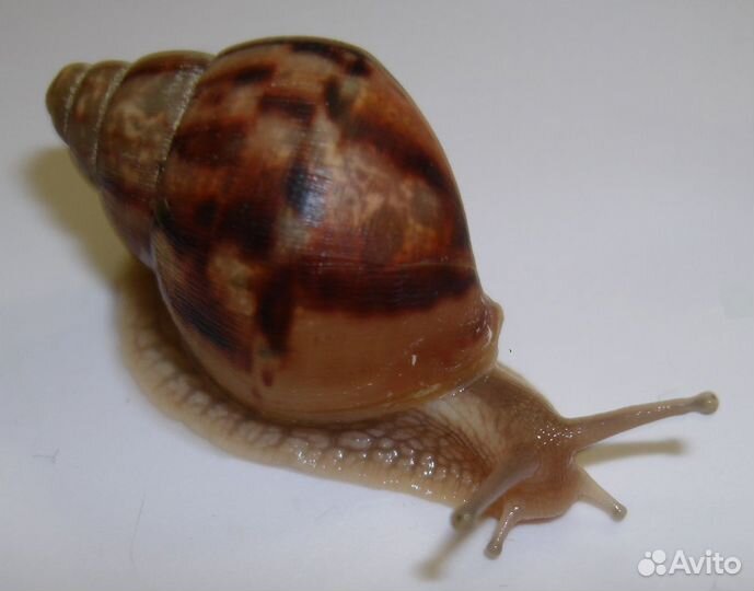 Achatina