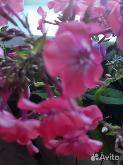 Флоксы многолетние разной расцветки накопаю