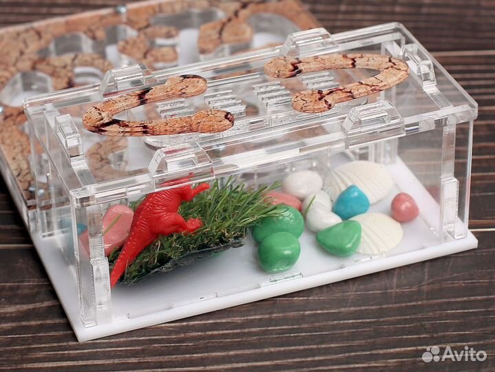 Муравьиная ферма с муравьями в Чита