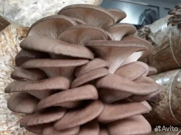 Инвестиции в готовый бизнес