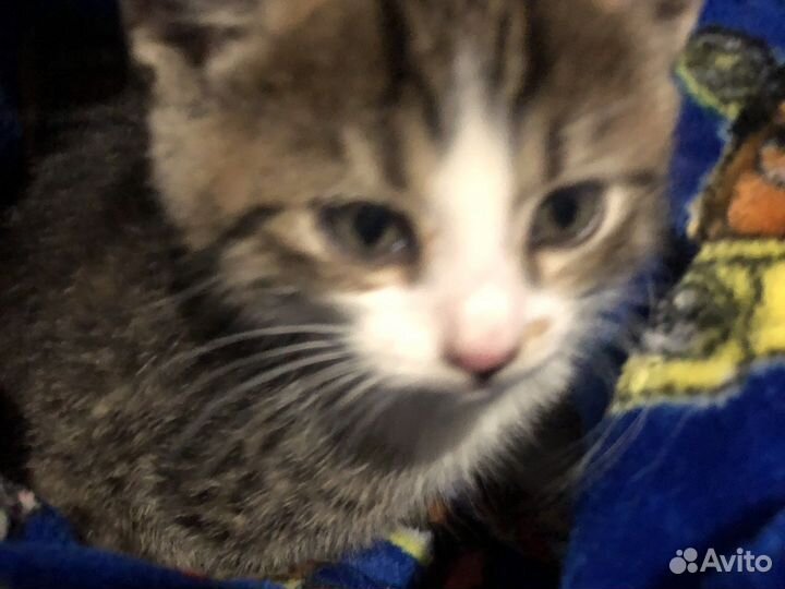 Котенок девочка