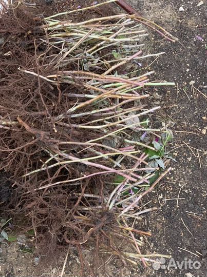 Малина полана