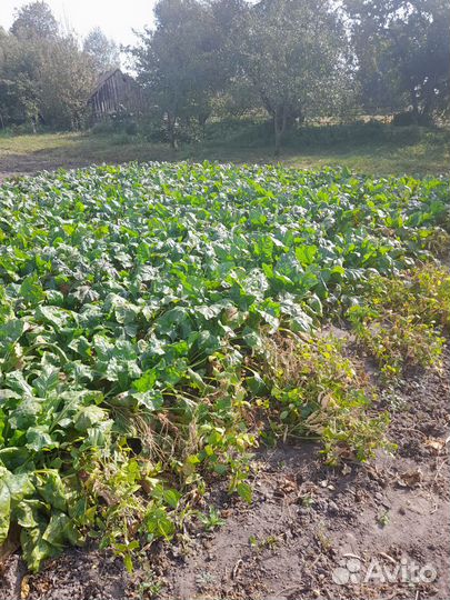 Свела на корм скоту