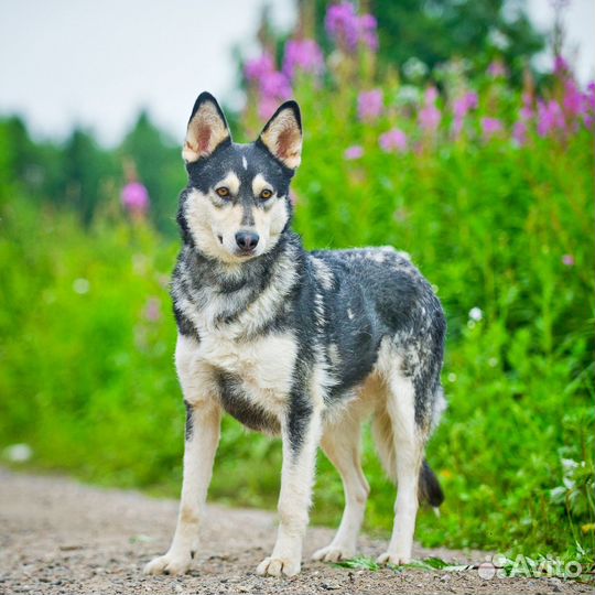 Хася - замечательная девочка ищет дом