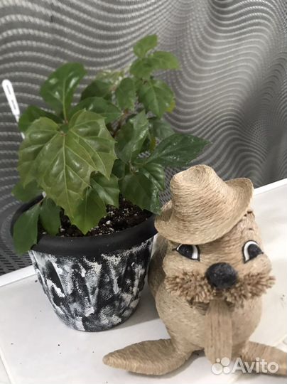 Березка, роициссус