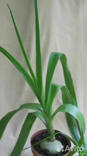 Лук индийский лечебный