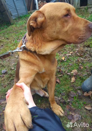 Собака в добрые руки