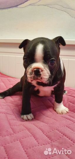 Щенки бостон терьер