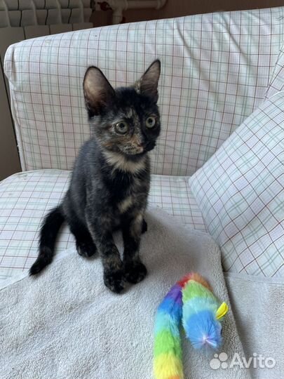 Котенок-черепашка ищет дом