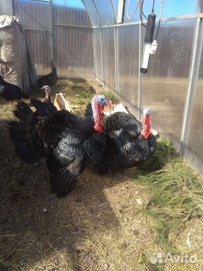 Яйцо индейки инкубационное